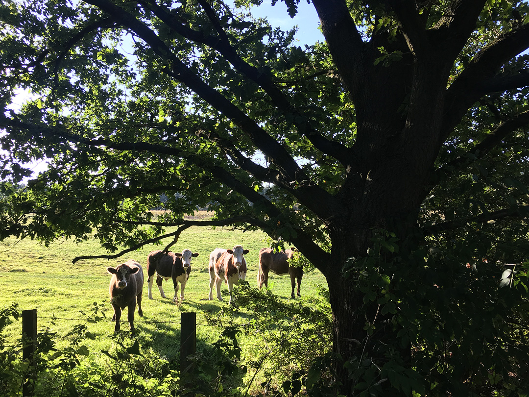 cows in a field