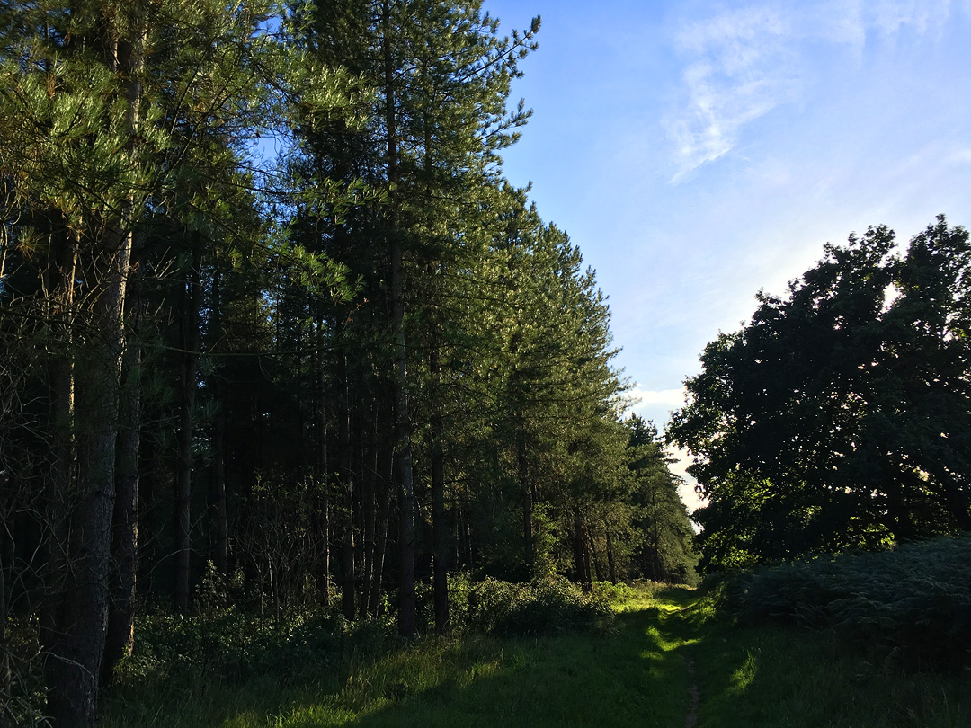 a path through two types of woodland