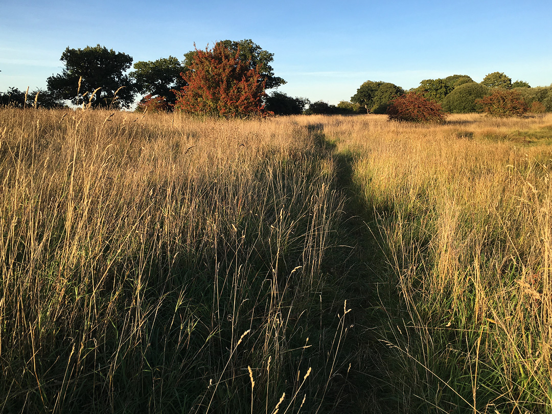 grassland pingo trail