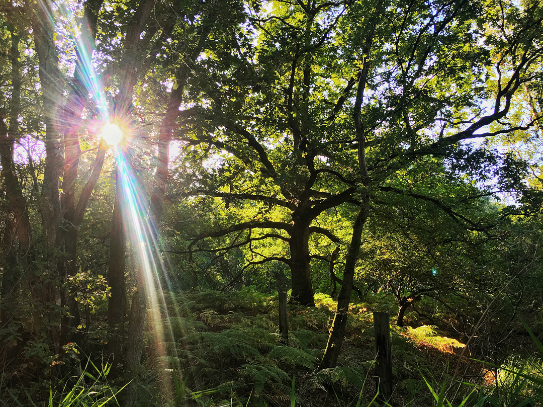 autumn sunlight on the pingo trail